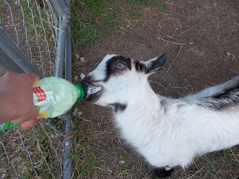 goat