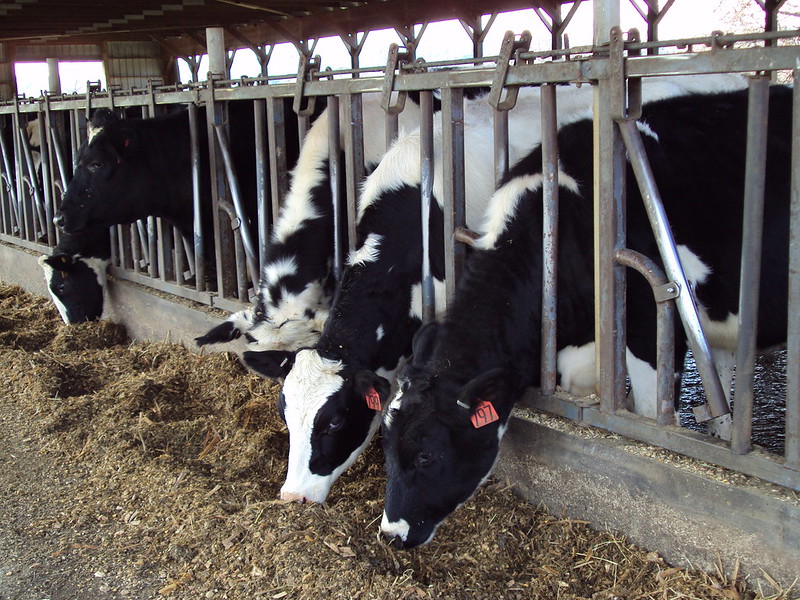Cow Closeup